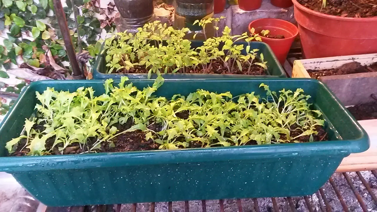 Mi Huerta Casera! (te cuento mi experiencia)