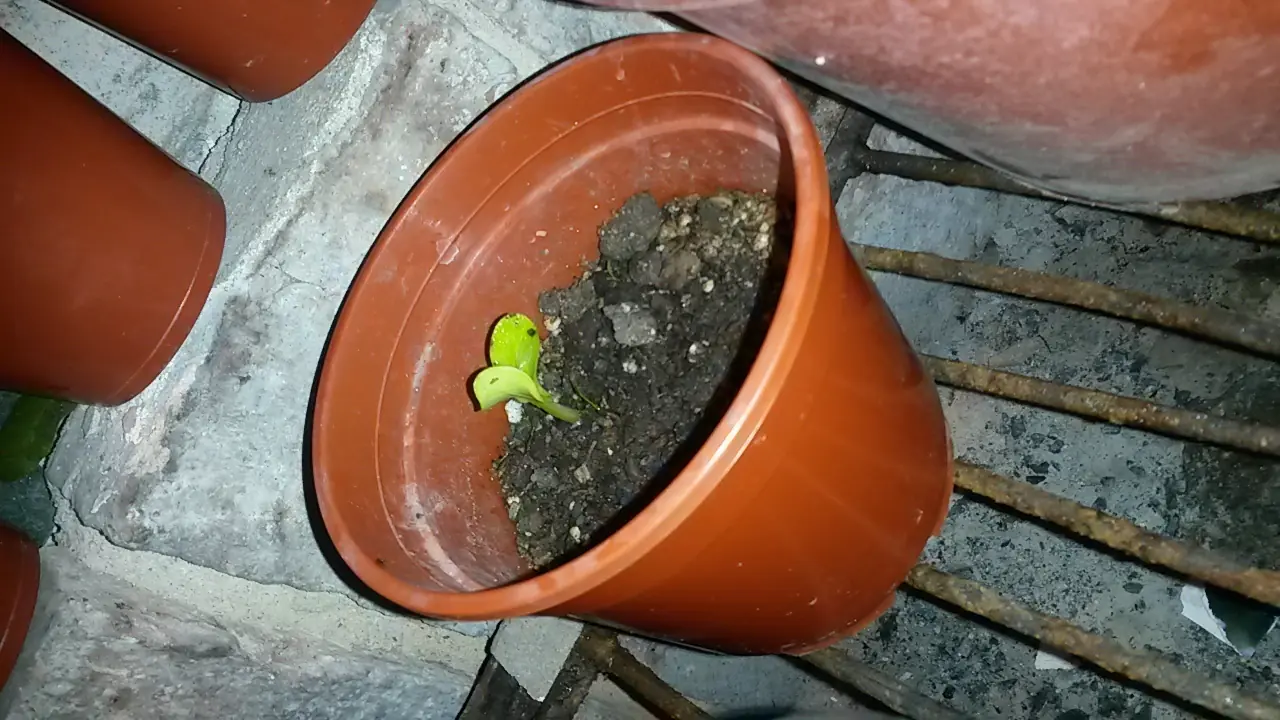huerta organica