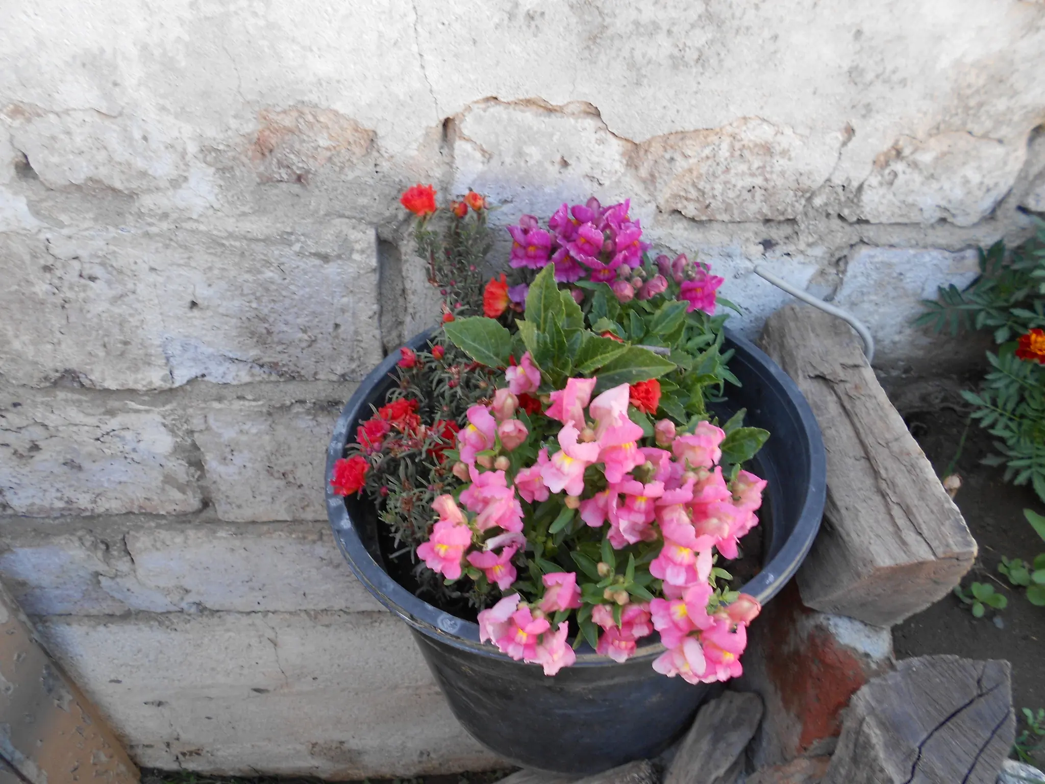 Jardinería Low Cost