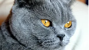 Por qué a los gatos les gustan las cajas