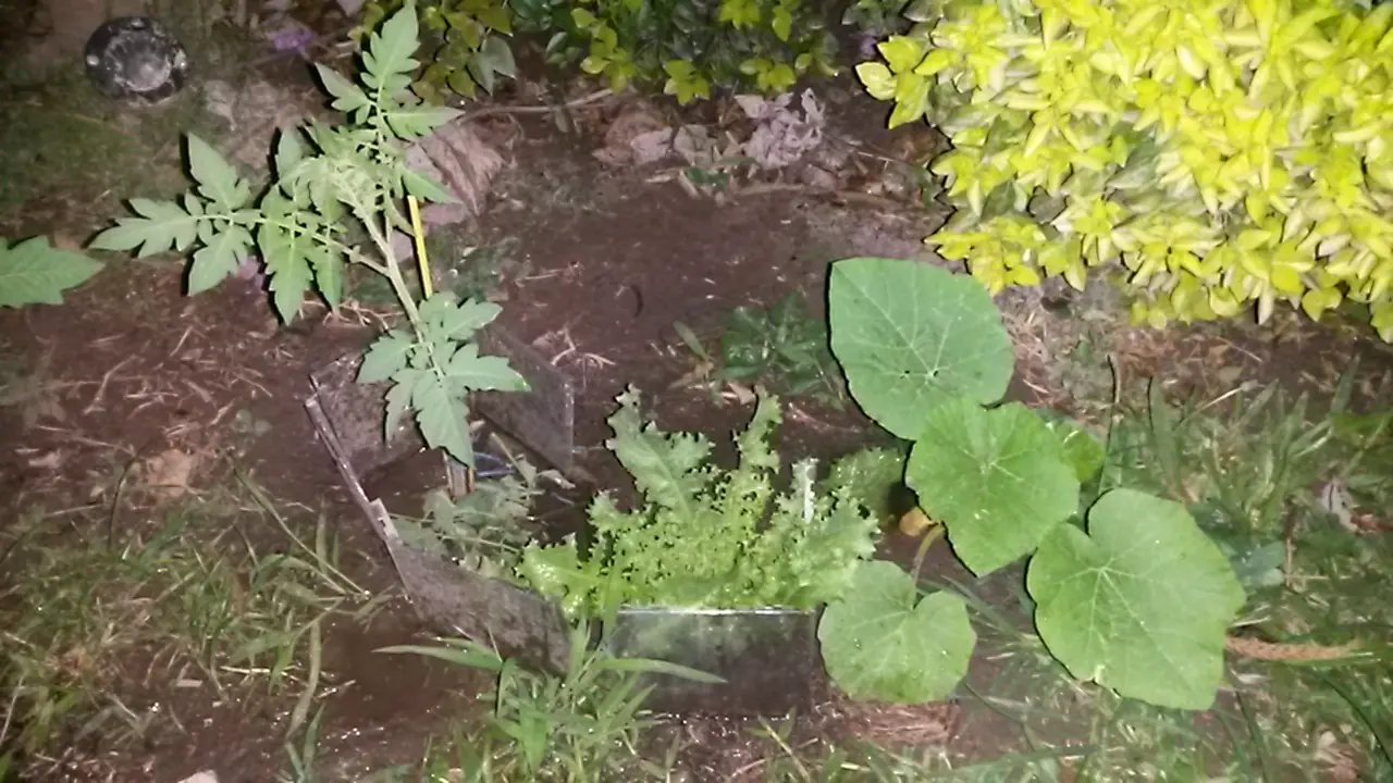 huerta organica