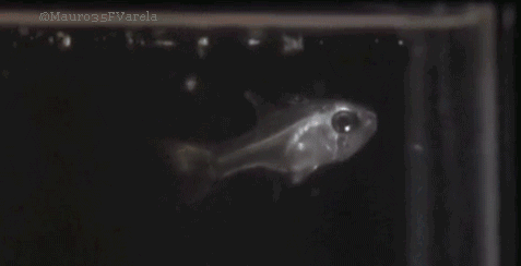 Los organismos mas fascinantes