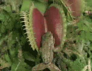 animales extranos