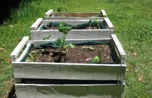 Mi Huerta Casera! (te cuento mi experiencia)