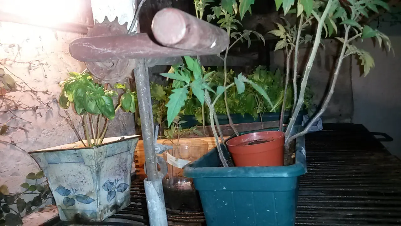 Mi Huerta Casera! (te cuento mi experiencia)