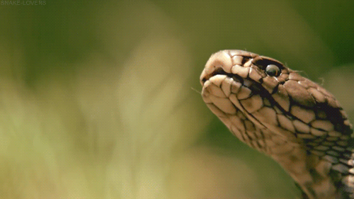 animales raros