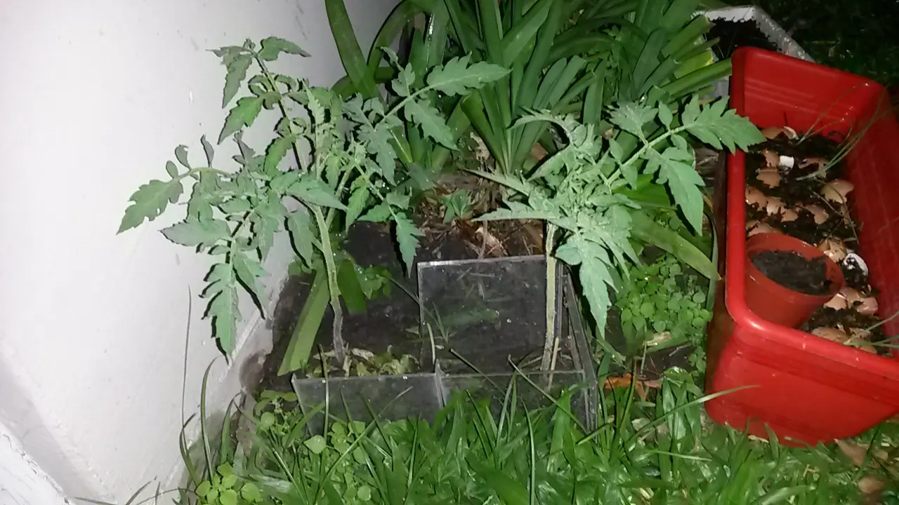 organico