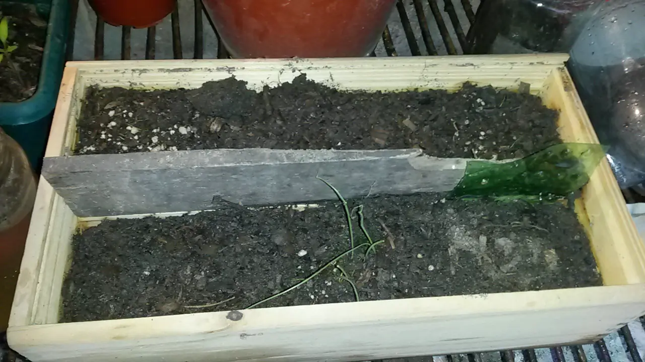 organico