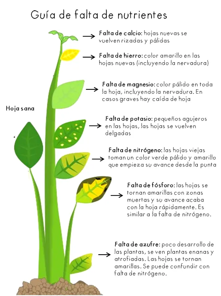 plagas
