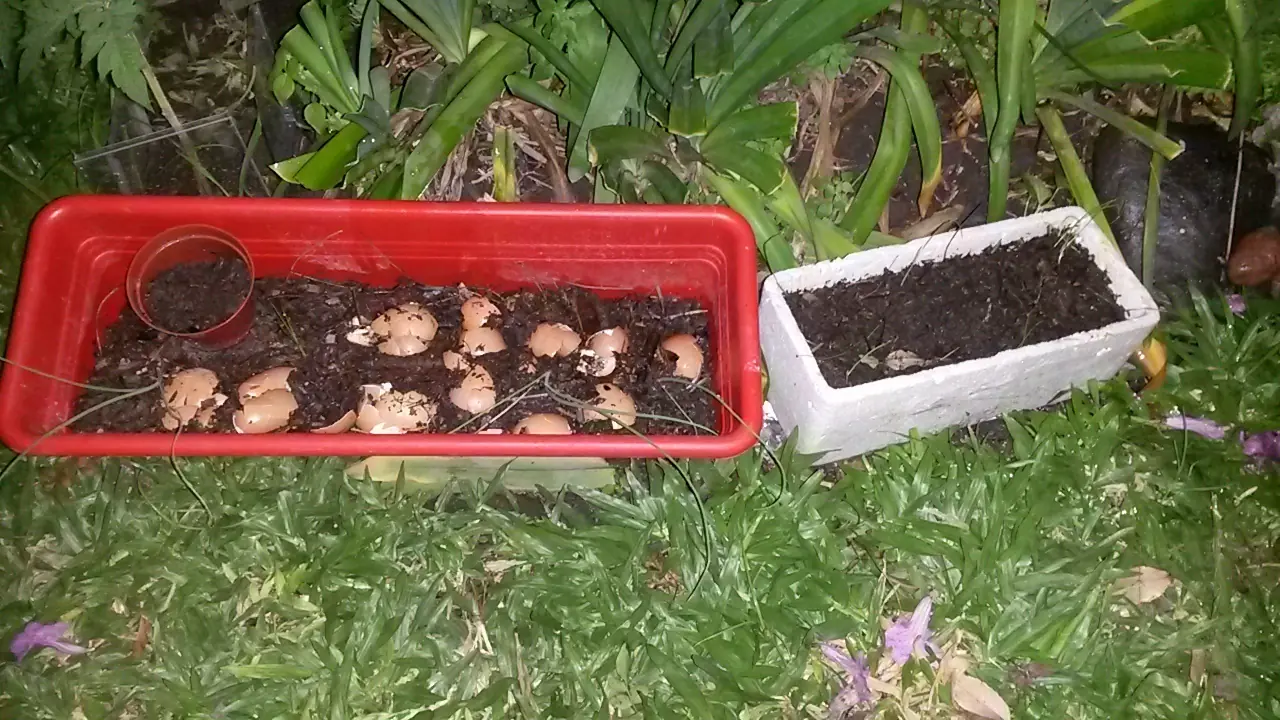 huerta familiar
