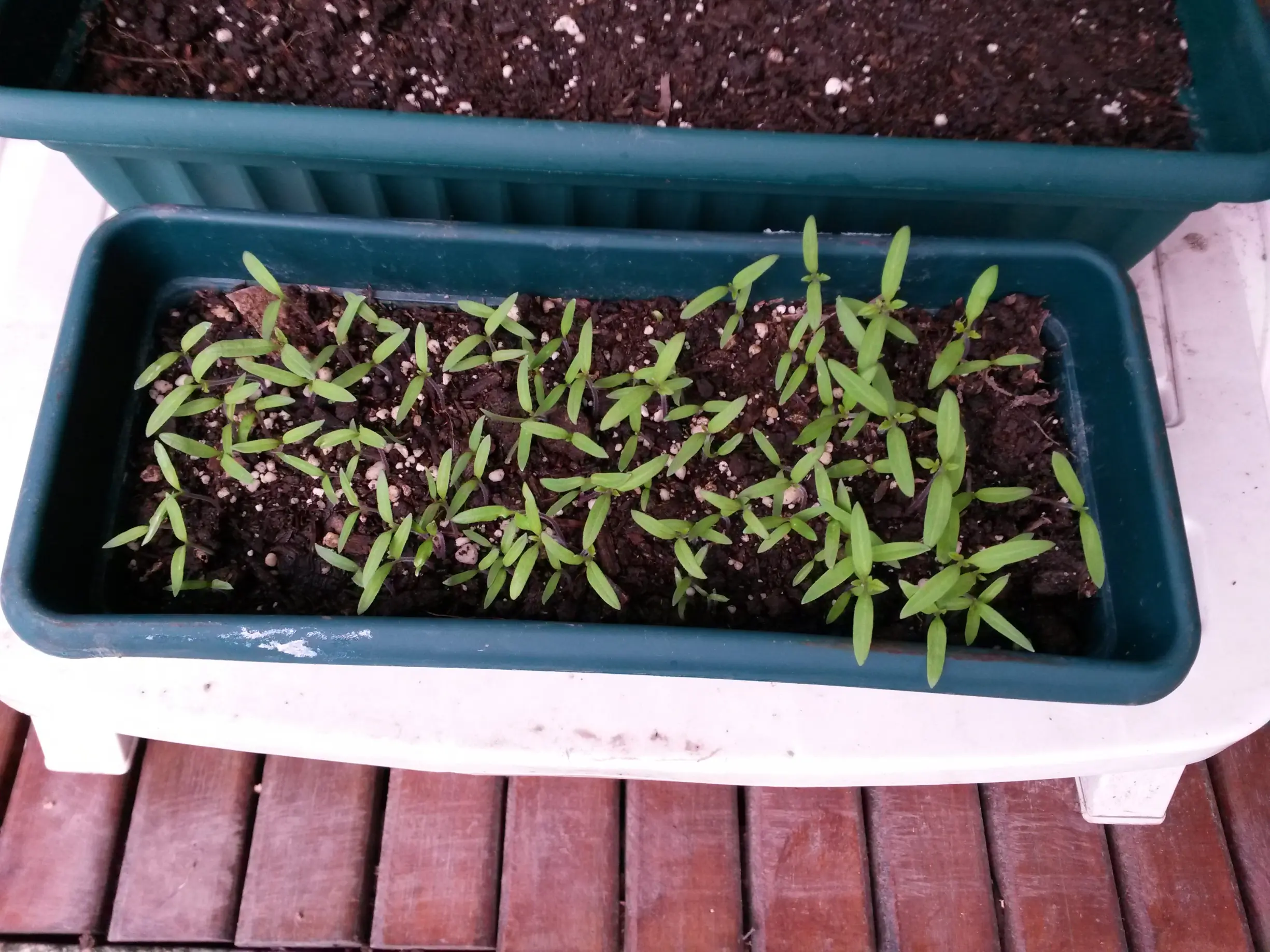 huerta en casa
