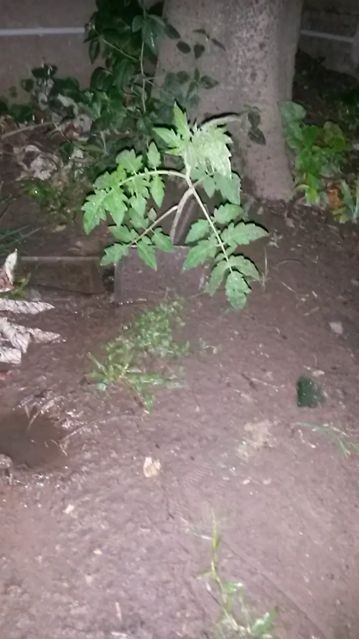 huerta en casa