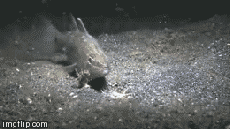 Animales poco comunes