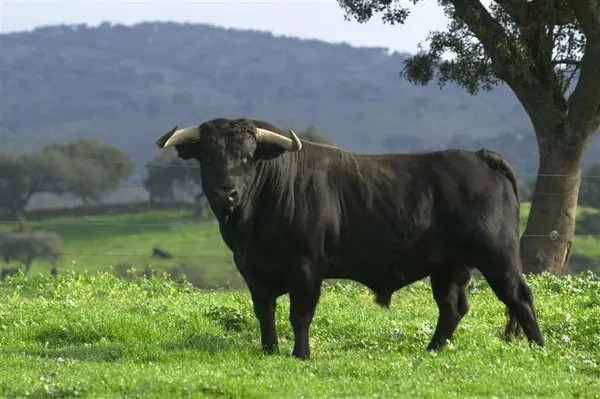 toro de la vega