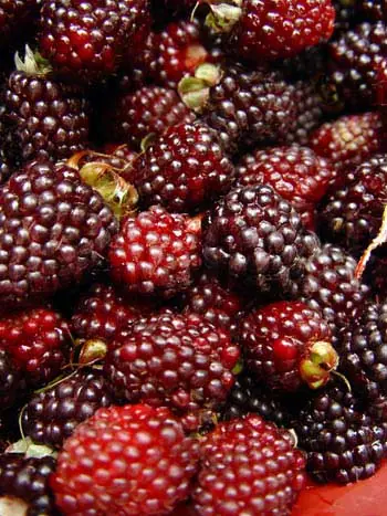 Delicioso dulce de moras de Castilla.