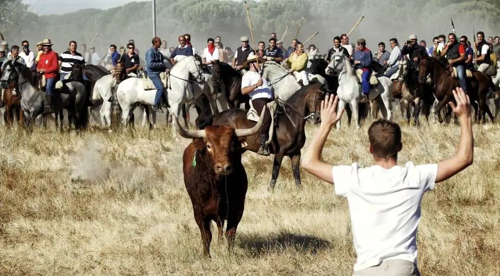España dice NO al Toro de la Vega!
