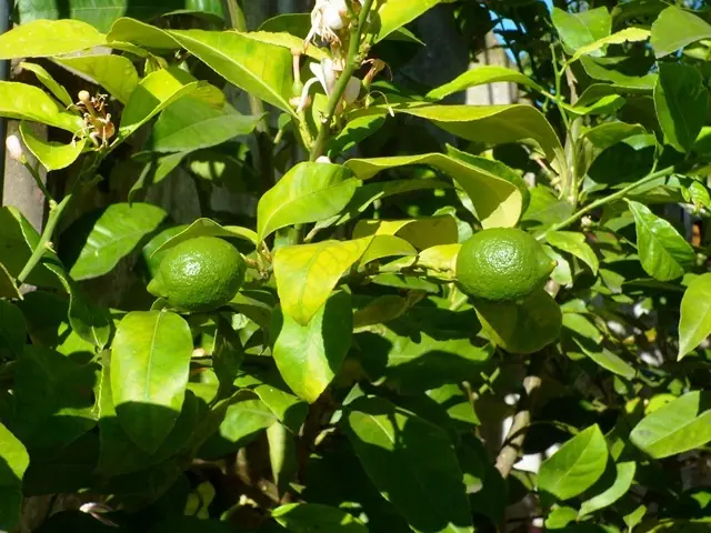 Mi huerta (4ª parte)