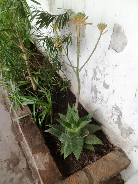 Mi huerta (4ª parte)