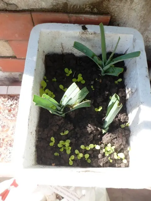 plantas