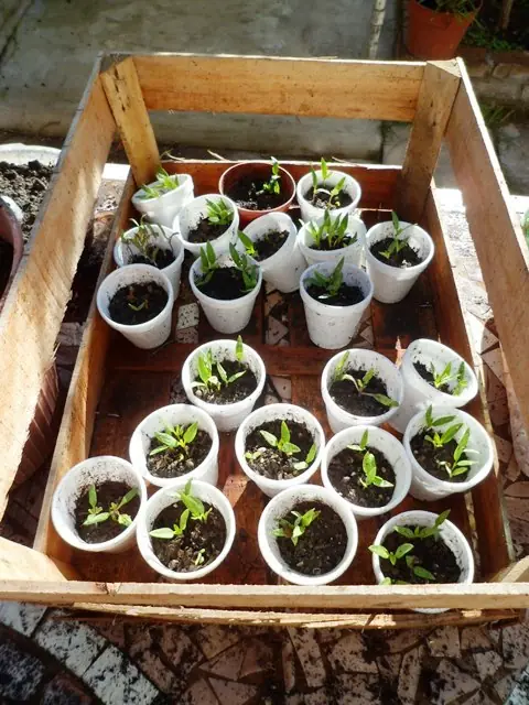 Mi huerta (4ª parte)