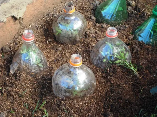 Mi huerta (4ª parte)