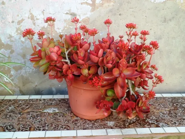 Mi huerta (4ª parte)