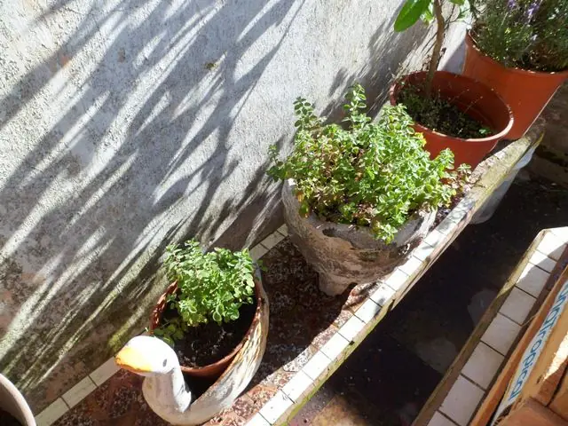 Mi huerta (4ª parte)