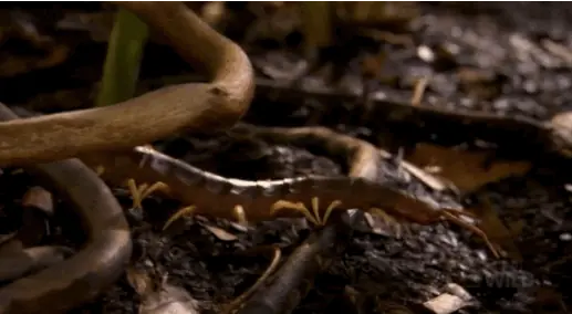 12 aterradores bichos que comparten nuestro planeta