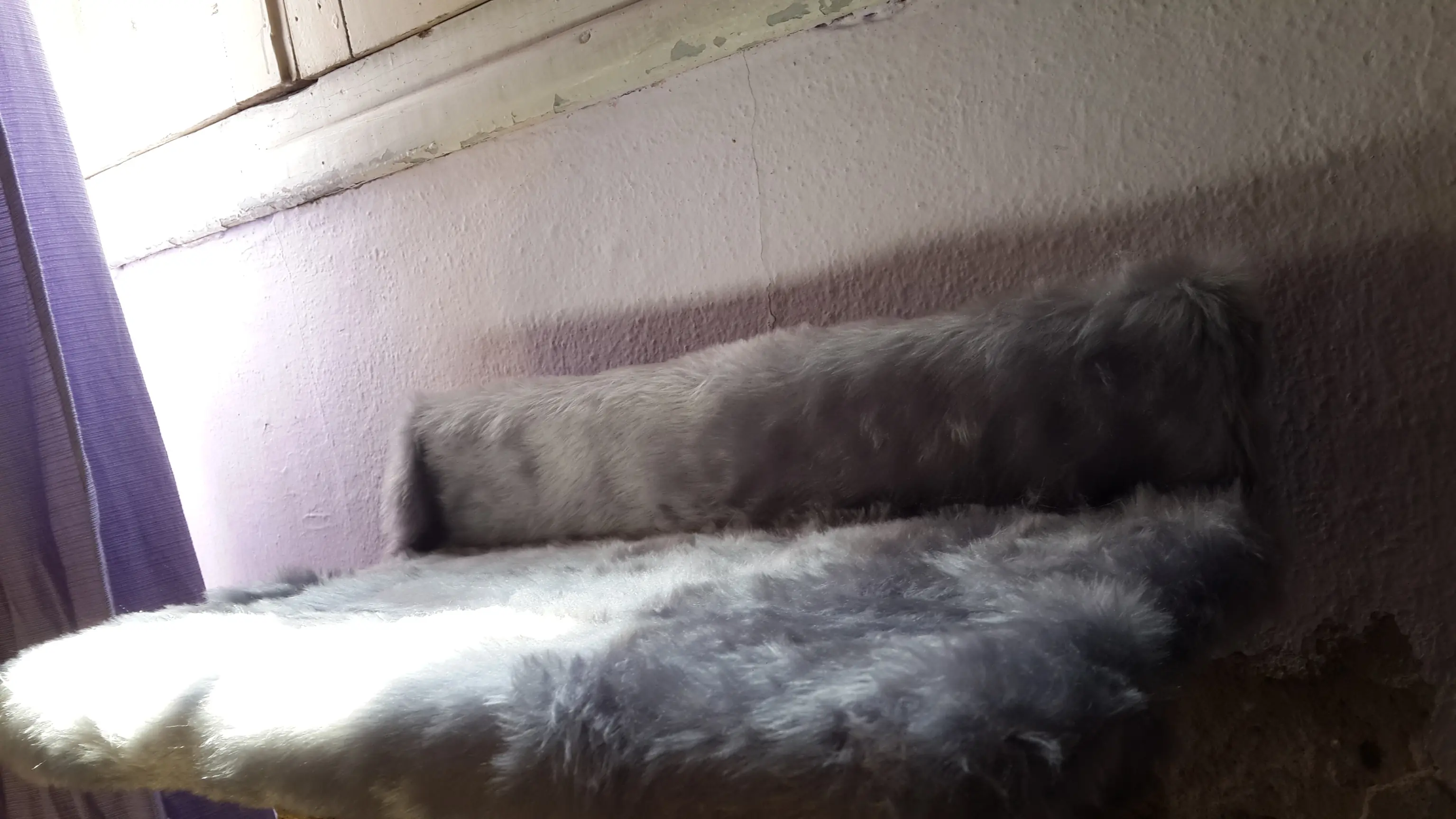 Mira lo que le hice a mi gato!