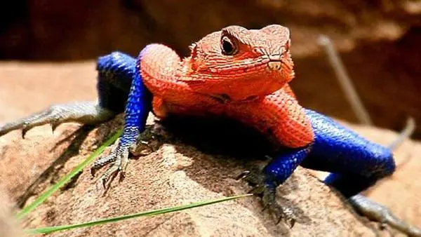 Lagarto parecido al hombre araña.
