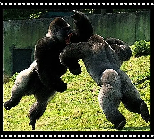 Luchas de Animales Salvajes en su máxima expresión - RnpA