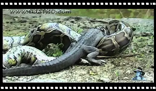 Animales