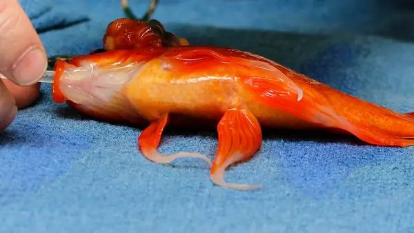 La inédita cirugía a un pececito