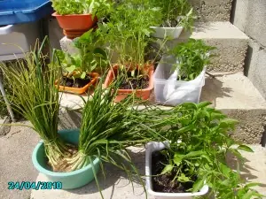 Mi huerto casero, siembra y recolección.