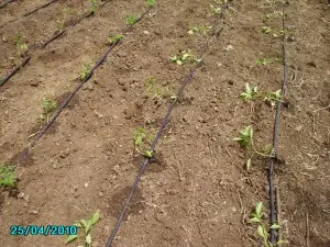 huerta