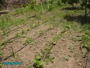Mi huerto casero
