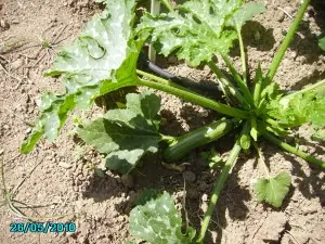 tomates