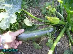 Mi huerto casero