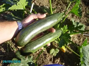 mi huerto