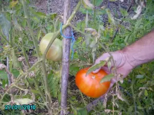 Mi huerto casero, siembra y recolección.