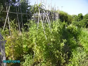 tomates