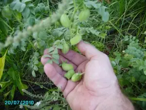 mi huerto