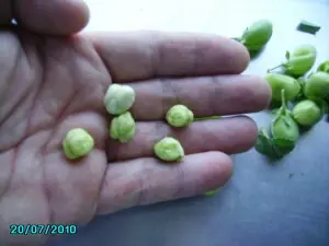 Mi huerto casero, siembra y recolección.