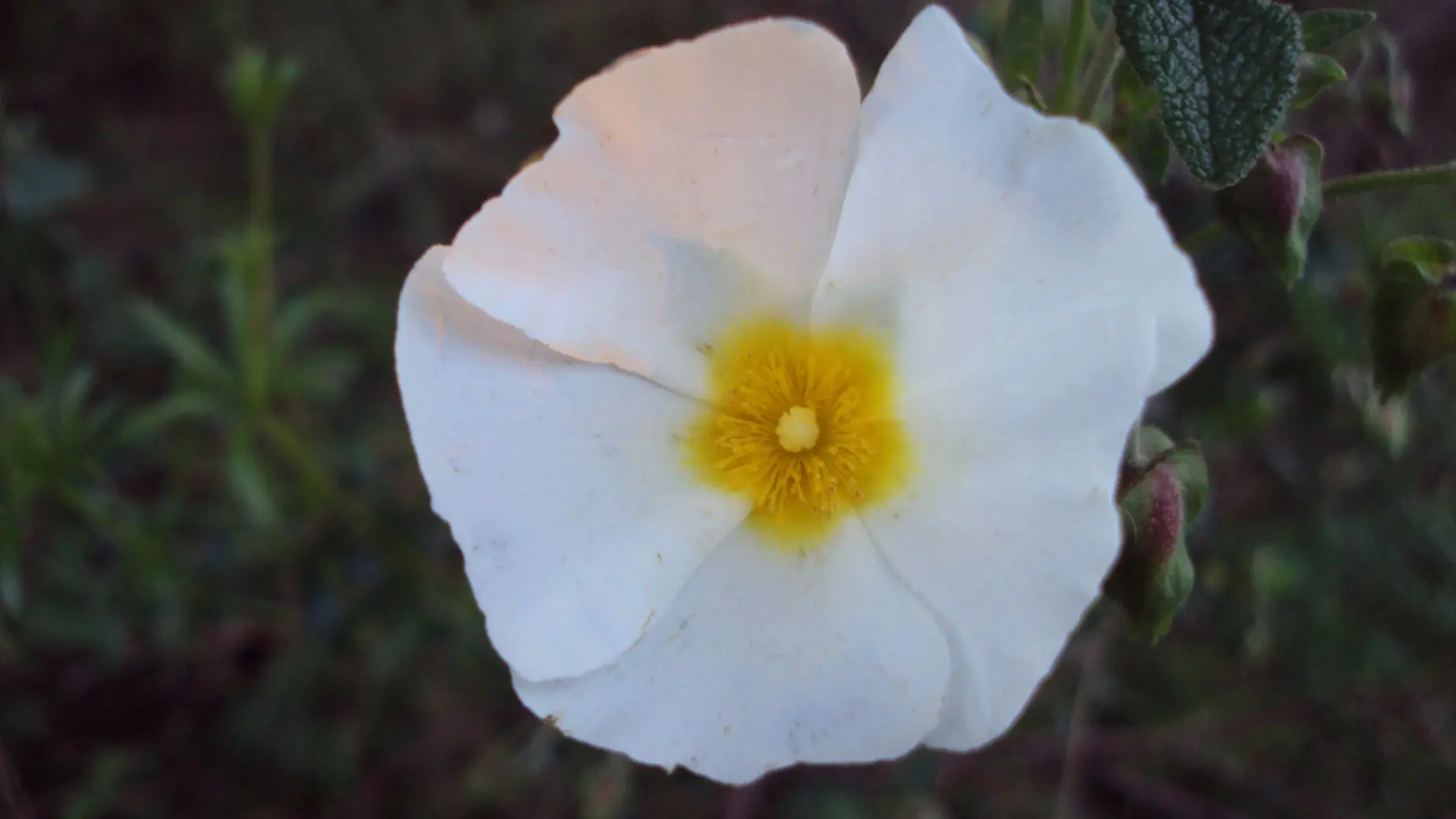 macro