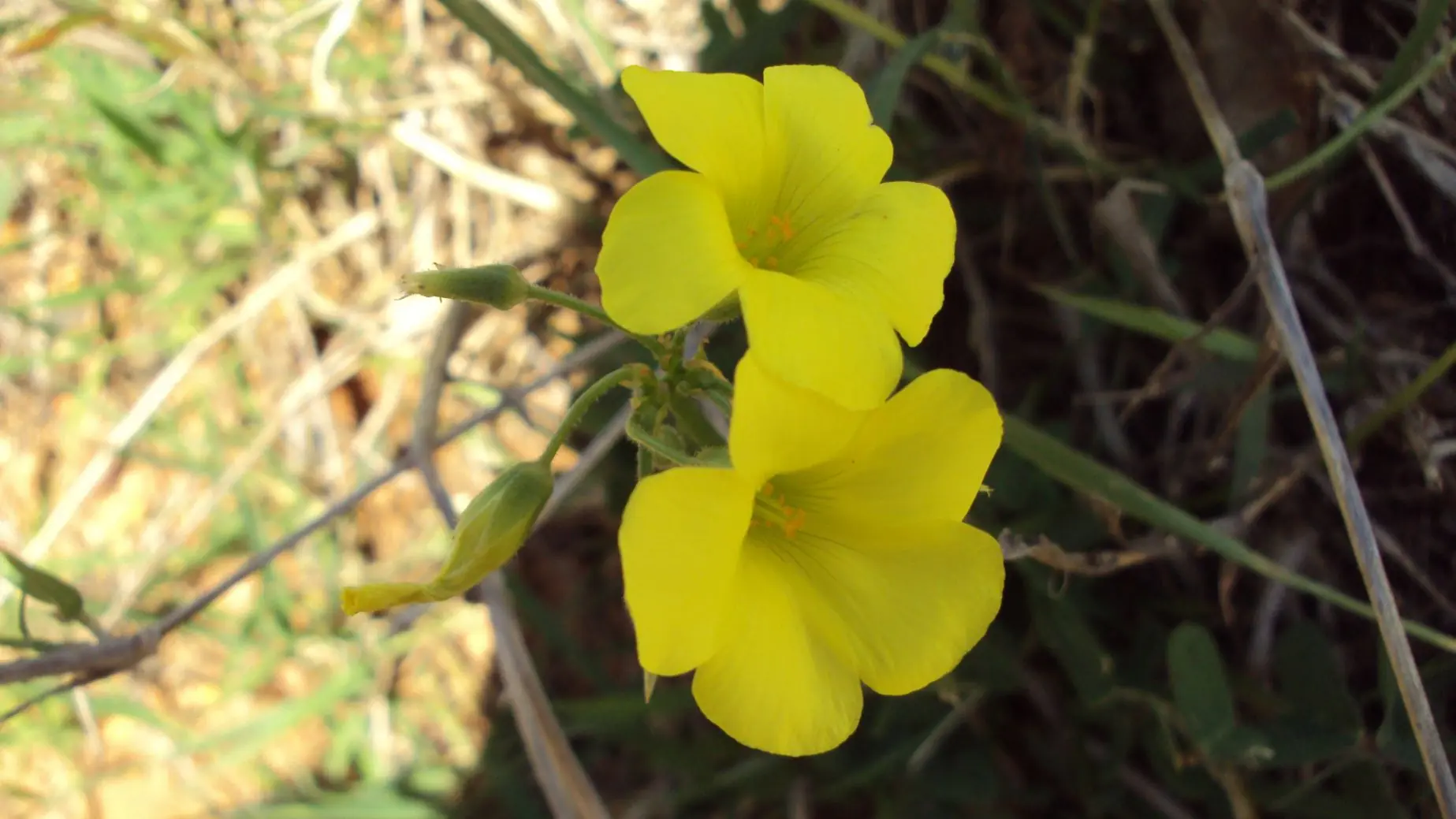 flores