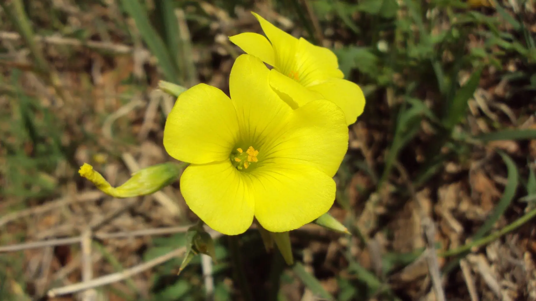 Alguna flora de Isla Antilla