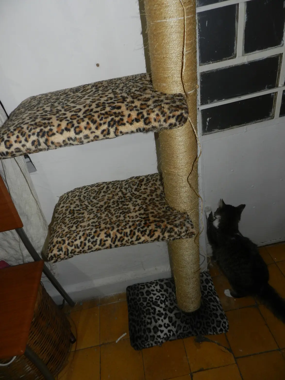 gatos
