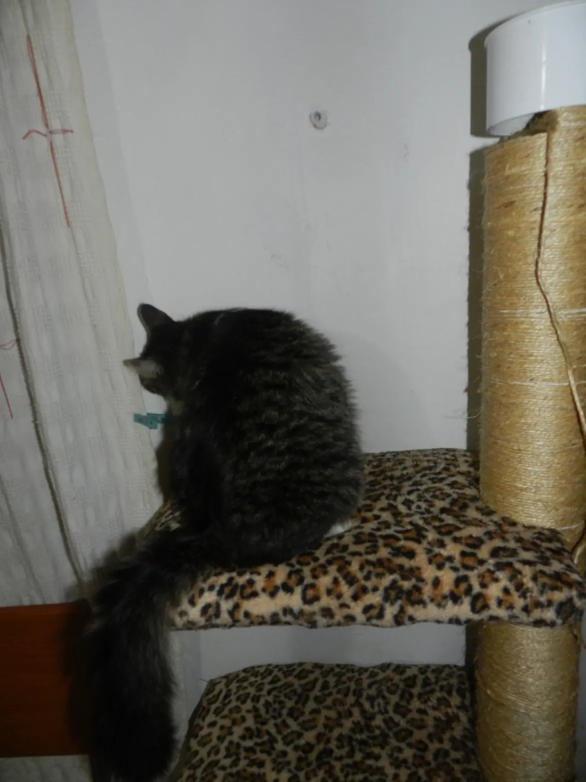 habitat para gato