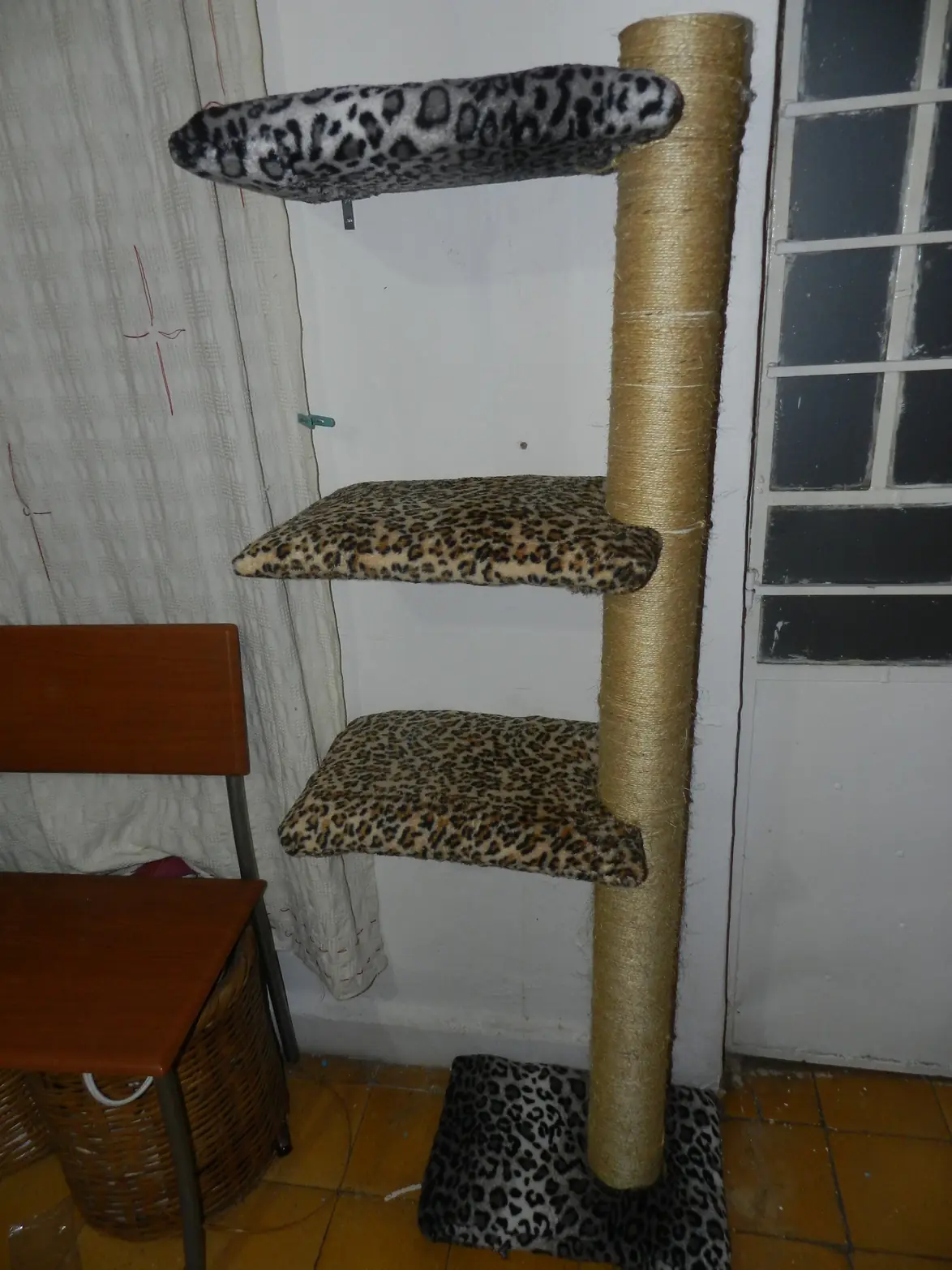 gato