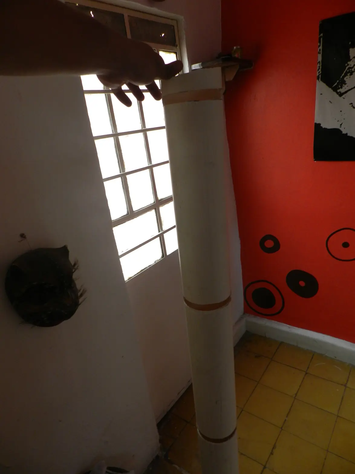 gatos